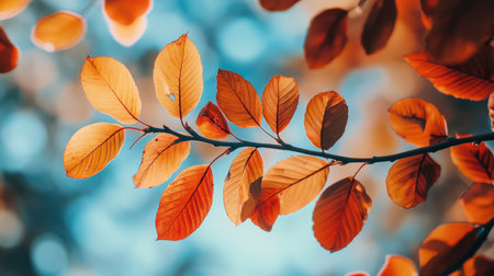 A close-up of vibrant orange and red leaves on a tree branch, set against a blue sky.の素材