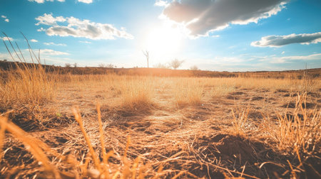 A field of sun-scorched grass and wilted plants, representing the effects of the dry season on agriculture.の素材