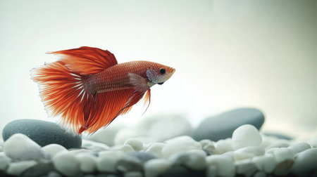 A betta fish in a minimalist aquarium with a clean, clear background. The open water space around the fish is perfect for copy.の素材