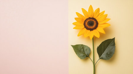 Flat lay of a single sunflower with a clean, neutral background, providing ample space around it for text or logos.の素材