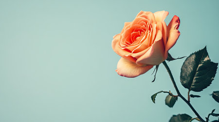 Side view of a rose with a bright, clear background, offering plenty of space on the left side for text or branding.の素材