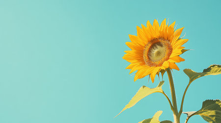 Side view of a sunflower with a bright blue sky above, offering a large empty area on the right for text or branding.の素材