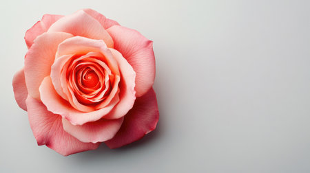 Top view of a blooming rose with a clean background, creating a large open area to one side for copy or product details.の素材