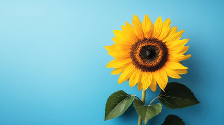 Flat lay of a sunflower with plenty of open space around it, perfect for adding text or product information.の素材