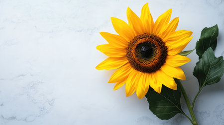 Top view of a sunflower with a clean and bright background, leaving plenty of room for text or product details.の素材