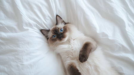 A beautiful Ragdoll cat reclining on soft white bedding, showcasing its fluffy fur and striking blue eyes. This serene image embodies comfort and tranquility.の素材