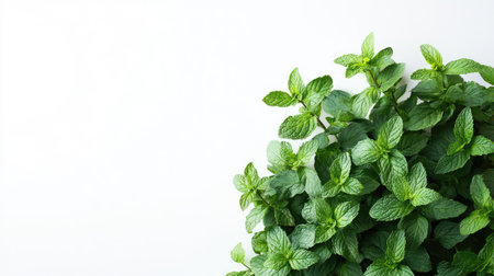 A vibrant arrangement of fresh mint leaves on a clean white background. The photo captures the natural beauty and freshness of the herb, perfect for culinary or wellness themes.の素材