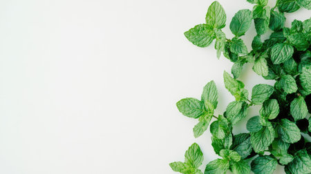 A close-up view of fresh mint leaves arranged on a light background, showcasing their vibrant green color and delicate texture, perfect for culinary and decorative use.の素材