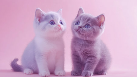 Two adorable British Shorthair kittens sit together on a soft pink background, showcasing their playful and charming expressions. Perfect for pet lovers!の素材
