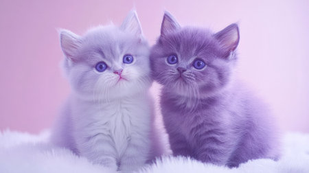 Meet these two adorable British Shorthair kittens with striking blue eyes. Their fluffy coats and playful nature create a charming and heartwarming scene.の素材