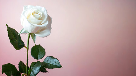 A white rose in focus with a softly blurred pastel pink background, offering plenty of empty space.の素材