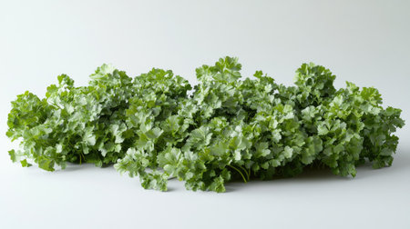 A lush arrangement of fresh parsley showcasing vibrant green leaves on a neutral background. Perfect for culinary use or natural displays.の素材