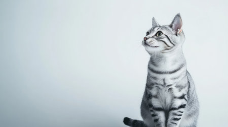 This charming portrait features an adorable male American Shorthair cat looking curiously to the side. The lively creature exhibits a serene expression and sleek fur, making it a perfect representation of feline elegance.の素材
