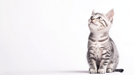 This charming silver American Shorthair kitten sits gracefully, gazing upwards with big curious eyes, capturing an essence of innocence and playfulness perfect for any pet-related project.の素材
