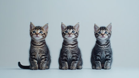 This delightful image features an adorable trio of American Curl kittens, sitting playfully with curious expressions, showcasing their soft fur and charming personalities.の素材