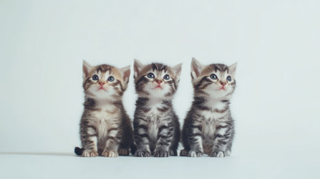 This charming image features a playful trio of American Curl kittens sitting together. Their adorable expressions and fluffy coats make them perfect for capturing the joy and innocence of feline companionship.の素材