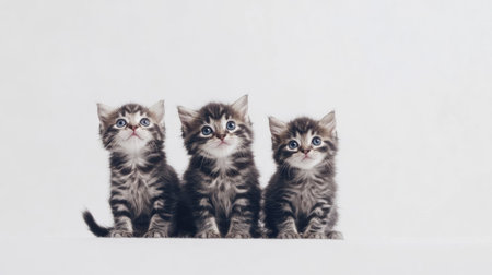 This charming image showcases a trio of playful American Curl kittens, displaying their unique curled ears and adorable expressions, perfect for any pet-themed project.の素材