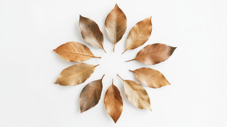 A visually appealing arrangement of brown leaves on a white background, showcasing natural beauty and seasonal changes, perfect for creative projects.の素材