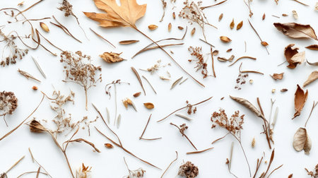 Explore a delicate arrangement of dried plant stems, leaves, and seeds on a white surface. This minimalist composition captures the essence of nature's beauty and seasonal transitions.の素材