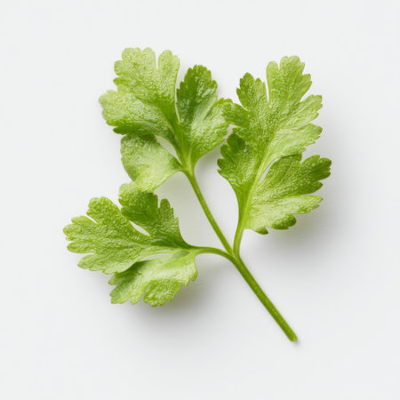 This image showcases a vibrant green coriander leaf against a clean white backdrop, ideal for culinary and cooking uses, emphasizing freshness and quality.の素材