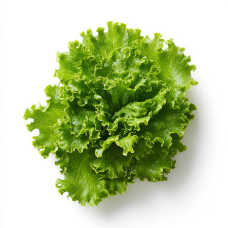 A vibrant and crispy green lettuce leaf isolated on a white background, ideal for recipes, cooking inspiration, and healthy eating. Perfect for salads!の素材