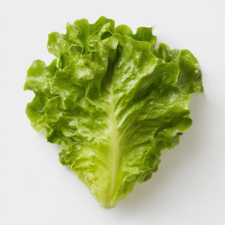 This image features a fresh green leaf of lettuce on a clean white background, perfect for healthy recipes, salads, and culinary presentations.の素材