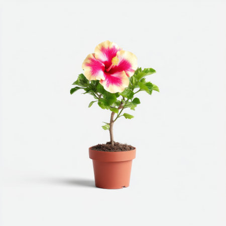 A stunning hibiscus plant featuring a vibrant flower in shades of pink and yellow, nestled in a terracotta pot with rich soil, perfect for adding color.の素材
