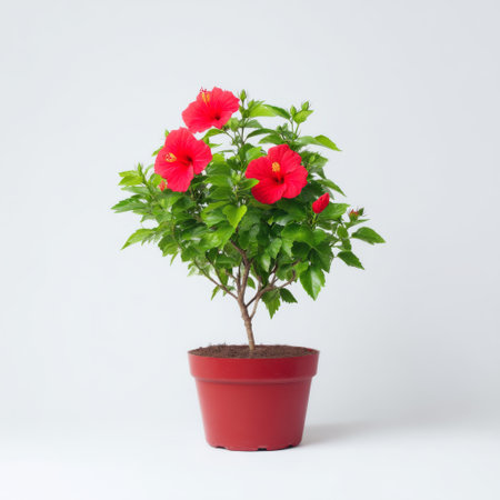 This vibrant red hibiscus plant features lush green leaves, perfect for enhancing any indoor or outdoor space, bringing a touch of tropical beauty and elegance.の素材