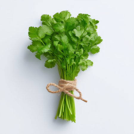 A vibrant bunch of fresh cilantro tied with string, perfect for enhancing dishes with flavor and freshness, ideal for cooking and garnishing meals.の素材