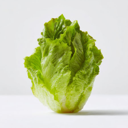 A vibrant green lettuce stands tall against a clean white background, highlighting its crisp texture and freshness. Perfect for healthy meals and recipes.の素材