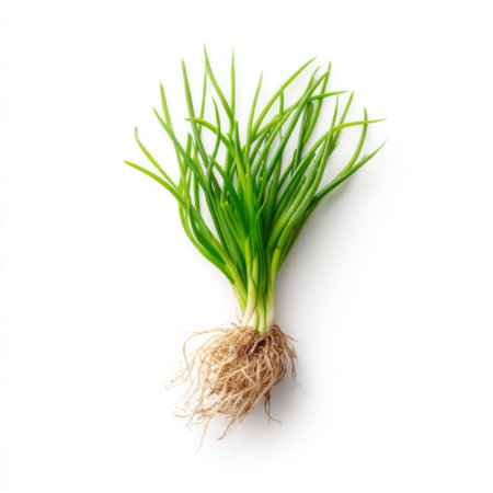 A fresh green onion with visible roots, beautifully isolated on a clean white background. Perfect for culinary use and healthy cooking inspirations.の素材
