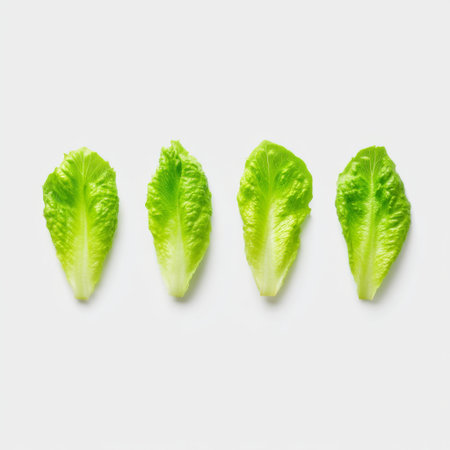 A visually appealing arrangement of fresh green lettuce leaves on a clean white background, showcasing vibrant colors and crisp textures for food enthusiasts.の素材