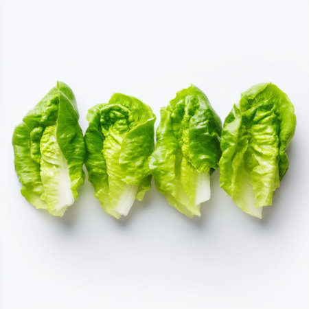 Crisp romaine lettuce leaves arranged neatly on a white background, showcasing vibrant green colors perfect for salads, wraps, and healthy meals.の素材