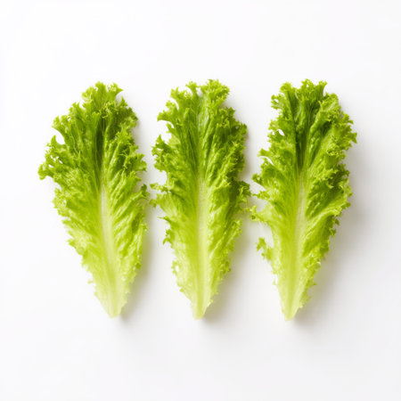 Three vibrant green lettuce leaves arranged neatly on a white background, highlighting freshness and health, ideal for culinary and dietary themes.の素材