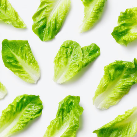 A vibrant collection of fresh green lettuce leaves arranged on a clean white background. Perfect for culinary themes, healthy eating concepts, or organic products.の素材