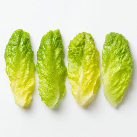 Beautifully arranged fresh romaine lettuce leaves on a clean white background, perfect for promoting healthy eating, fresh recipes, or culinary presentations.の素材