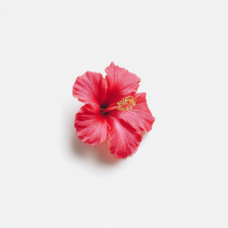 A stunning red hibiscus flower isolated on a clean white background captures the essence of tropical beauty and natural elegance.の素材