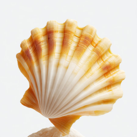 This close-up image captures the beauty of a seashell with intricate orange and cream stripes, emphasizing its delicate texture and natural elegance.の素材