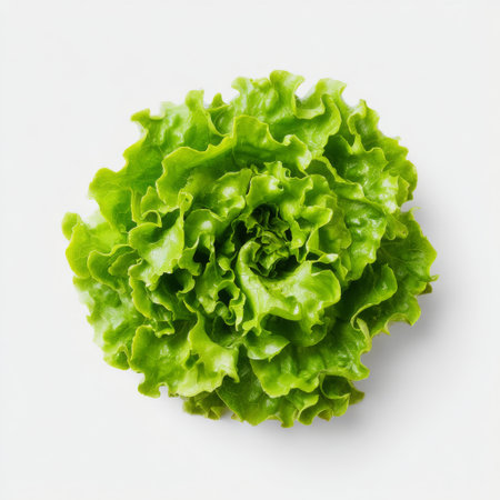 A single crisp green lettuce leaf beautifully arranged on a clean white background. Ideal for culinary presentations and health-focused food concepts.の素材