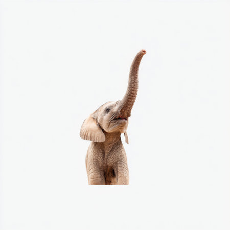 This heartwarming image features a young elephant with its trunk raised, exuding curiosity and playfulness. The soft white background enhances the innocence of this magnificent creature, making it perfect for wildlife themes.の素材