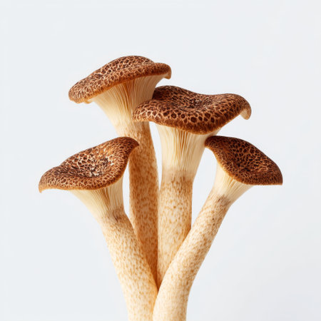 Discover the beauty of premium edible mushrooms, featuring intricate textures and unique patterns, ideal for culinary, nature, and food photography.の素材