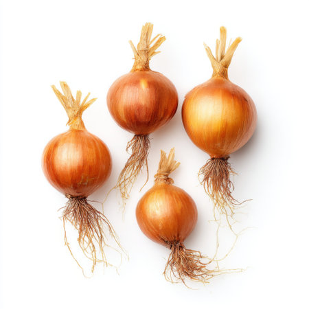Four vibrant onions with intricate roots sit on a clean white background. Perfect for showcasing healthy cooking, organic ingredients, and fresh produce in culinary imagery.の素材