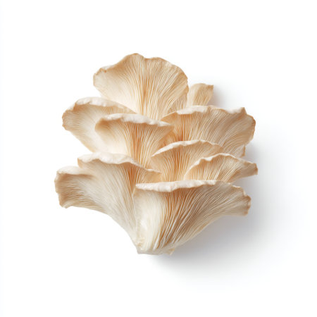A beautifully arranged cluster of elegant white mushrooms showcasing delicate frills and fine details. Perfect for culinary, nature, or organic-themed projects.の素材