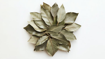 A beautiful arrangement of fresh bay leaves showcasing their vibrant green hue and unique texture, perfect for culinary uses and decorative purposes.の素材