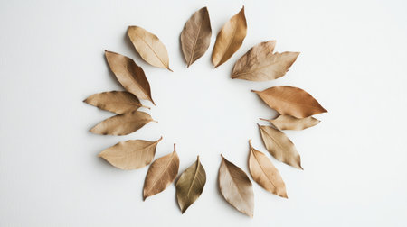 A circular arrangement of dried leaves on a white background, showcasing nature's beauty in a minimalist style, perfect for artistic and eco-friendly projects.の素材