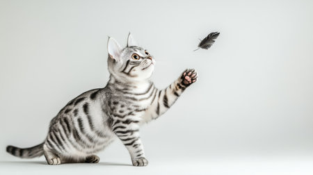 A playful American Shorthair cat with striking black stripes interacts with a feather toy, showcasing its agility and curiosity in a light-filled studio setting.の素材