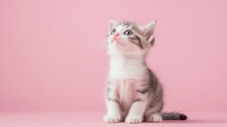 This charming American Curl kitten captures hearts with its soft fur and curled back ears. The playful pose against a pink background adds to its adorable appeal.の素材