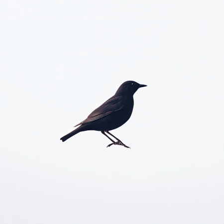 A stunning silhouette of a black bird perched gracefully on a branch is highlighted against a soft gray sky, creating a calm and minimalist atmosphere.の素材
