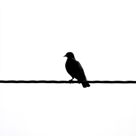 A striking silhouette of a solitary bird standing on a wire, set against a pure white background. This image embodies minimalism and tranquility in nature.の素材