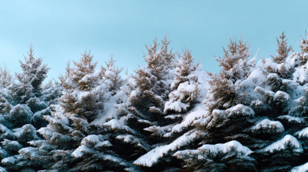 Captivating winter scene featuring snow-covered pine trees against a clear blue sky, evoking feelings of serenity and the beauty of nature in a cold landscape.の素材